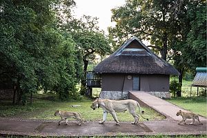 Mfuwe Lodge – South Luangwa National Park